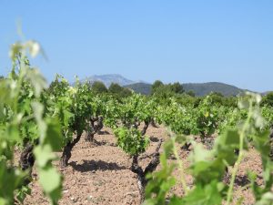 Rolling Countryside of Valencia